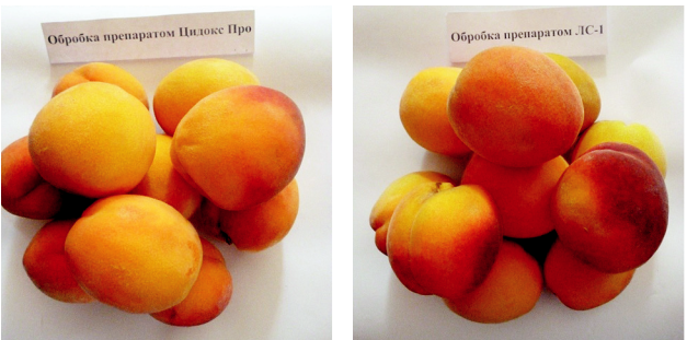 Плоди персика, оброблені досліджуваними біопрепаратами
